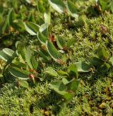 vrba bylinná <i>(Salix herbacea)</i> / Habitus