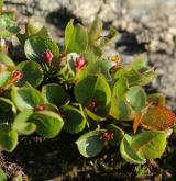 vrba bylinná <i>(Salix herbacea)</i> / Habitus