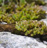 vrba bylinná <i>(Salix herbacea)</i> / Habitus