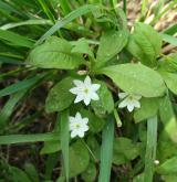 sedmikvítek evropský <i>(Trientalis europaea)</i> / Habitus
