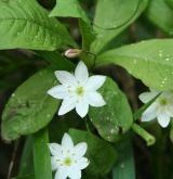 sedmikvítek evropský <i>(Trientalis europaea)</i> / Habitus