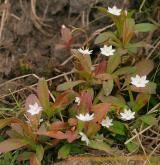 sedmikvítek evropský <i>(Trientalis europaea)</i> / Habitus