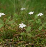 sedmikvítek evropský <i>(Trientalis europaea)</i> / Habitus