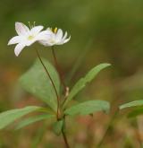 sedmikvítek evropský <i>(Trientalis europaea)</i> / Habitus