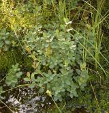 brusnice bahenní <i>(Vaccinium uliginosum)</i> / Habitus