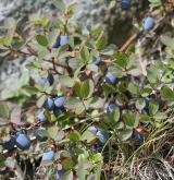 brusnice bahenní <i>(Vaccinium uliginosum)</i> / Habitus