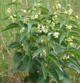 tolita lékařská <i>(Vincetoxicum hirundinaria)</i> / Habitus