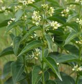 tolita lékařská <i>(Vincetoxicum hirundinaria)</i> / Habitus