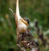 česnek viničný <i>(Allium vineale)</i> / Zásobní orgán/orgán klonálního růstu