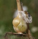 česnek viničný <i>(Allium vineale)</i> / Zásobní orgán/orgán klonálního růstu