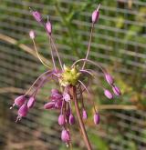 česnek kýlnatý <i>(Allium carinatum)</i> / Květ/Květenství