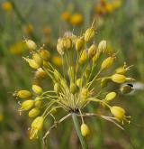 česnek žlutý <i>(Allium flavum)</i> / Květ/Květenství
