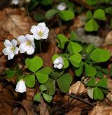 šťavel kyselý <i>(Oxalis acetosella)</i> / Habitus