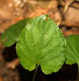 violka lesní <i>(Viola reichenbachiana)</i> / List