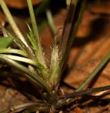 violka lesní <i>(Viola reichenbachiana)</i> / List