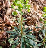 pryšec mandloňovitý <i>(Euphorbia amygdaloides)</i> / Habitus