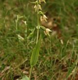 kruštík růžkatý <i>(Epipactis muelleri)</i> / Habitus