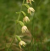 kruštík růžkatý <i>(Epipactis muelleri)</i> / Květ/Květenství