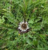 pupava bezlodyžná <i>(Carlina acaulis)</i>