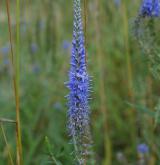 rozrazil dlouholistý <i>(Pseudolysimachion maritimum)</i> / Květ/Květenství