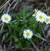 sedmikráska obecná <i>(Bellis perennis)</i> / Habitus