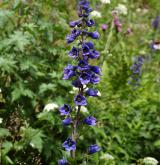 stračka vyvýšená <i>(Delphinium elatum)</i> / Květ/Květenství