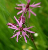 kohoutek luční <i>(Lychnis flos-cuculi)</i> / Květ/Květenství
