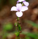 kyčelnice cibulkonosná <i>(Dentaria bulbifera)</i> / Květ/Květenství