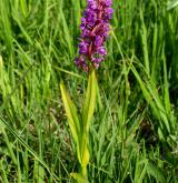 prstnatec pleťový <i>(Dactylorhiza incarnata)</i> / Habitus