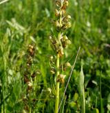 vemeníček zelený <i>(Coeloglossum viride)</i> / Květ/Květenství