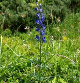 oměj šalamounek <i>(Aconitum plicatum)</i> / Habitus