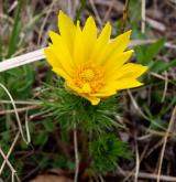 hlaváček jarní <i>(Adonis vernalis)</i> / Habitus