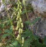oměj vlčí mor <i>(Aconitum lycoctonum)</i> / Habitus