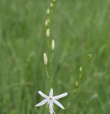 bělozářka větevnatá <i>(Anthericum ramosum)</i> / Květ/Květenství