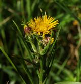 oman mečolistý <i>(Inula ensifolia)</i> / Habitus