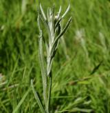 protěž žlutobílá <i>(Pseudognaphalium luteoalbum)</i> / Habitus