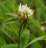jetel bledožlutý <i>(Trifolium ochroleucon)</i> / Květ/Květenství
