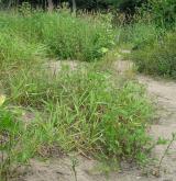 Ruderální vegetace dvouletých až víceletých druhů na mělkých kamenitých substrátech <i>(Dauco carotae-Melilotion)</i> / Porost