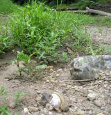 Nitrofilní vegetace obnažených den a vlhkých ruderálních stanovišť <i>(Bidention tripartitae)</i>