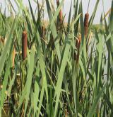 orobinec širolistý <i>(Typha latifolia)</i>