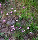 hvozdík kartouzek <i>(Dianthus carthusianorum)</i> / Habitus