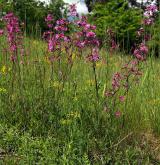  smolnička obecná <i>(Lychnis viscaria)</i> / Habitus