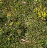 Acidofilní suché trávníky <i>(Koelerio-Phleion phleoidis)</i> / Detail porostu