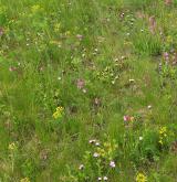 Acidofilní suché trávníky <i>(Koelerio-Phleion phleoidis)</i> / Detail porostu