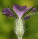 koukol polní <i>(Agrostemma githago)</i> / Květ/Květenství