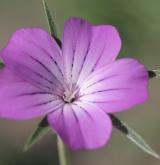 koukol polní <i>(Agrostemma githago)</i> / Květ/Květenství