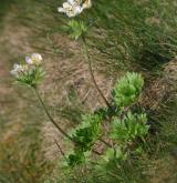 sasanka narcisokvětá <i>(Anemone narcissiflora)</i> / Habitus