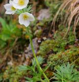 sasanka narcisokvětá <i>(Anemone narcissiflora)</i> / Habitus