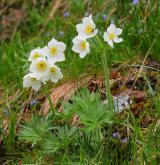sasanka narcisokvětá <i>(Anemone narcissiflora)</i> / Habitus