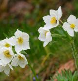 sasanka narcisokvětá <i>(Anemone narcissiflora)</i> / Habitus